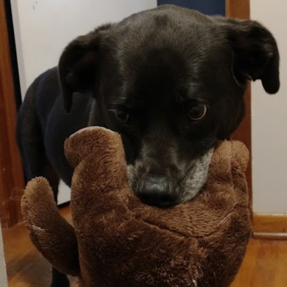 Meet your Posher, Patrick